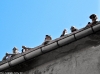 Seasons-Opening-2011-0333